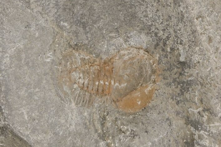 Pelagic Trilobite (Cyclopyge) Fossil (Pos/Neg) - Morocco #218767